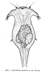Synchaeta pontica - Original description image
