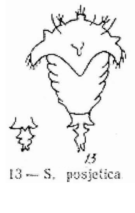 Synchaeta posjetica - Original description image