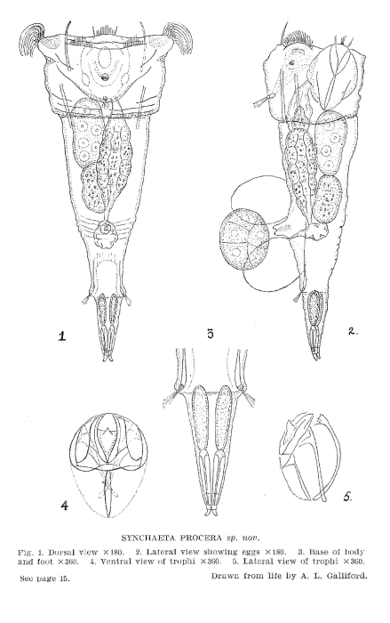 Synchaeta procera - Original description image