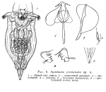 Synchaeta prominula - Original description image