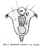 Synchaeta razelmi - Original description image