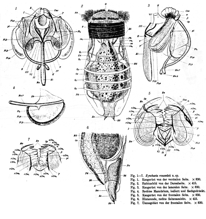 Synchaeta rousseleti - Original description image