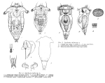 Synchaeta rufina