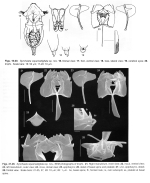 Synchaeta squamadigitata - Original description image
