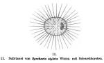 Synchaeta stylata