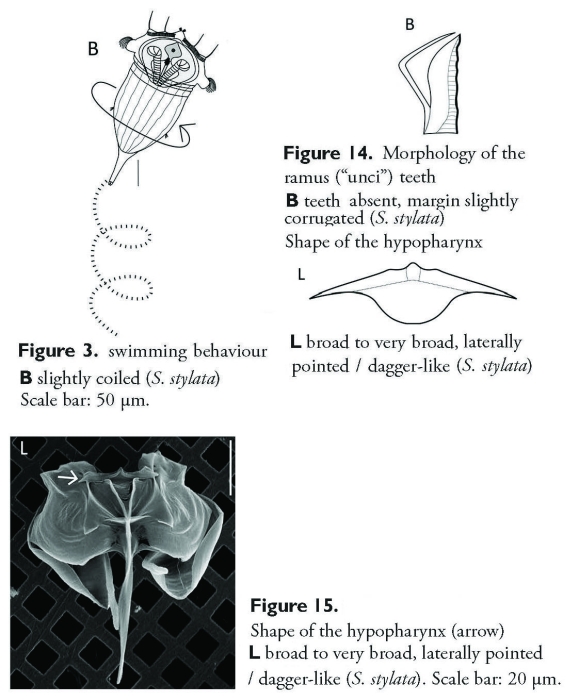 Synchaeta stylata Synchaeta stylata
