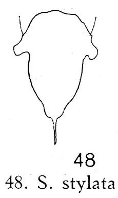 Synchaeta stylata