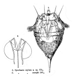 Synchaeta stylata - Original description image