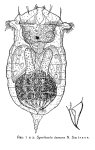 Synchaeta tamara