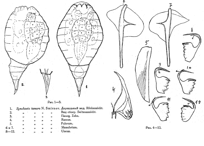 Synchaeta tamara - Original description image