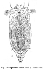 Synchaeta tavina