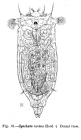 Synchaeta tavina