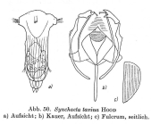 Synchaeta tavina