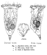 Synchaeta tavina