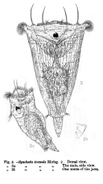 Synchaeta tremula