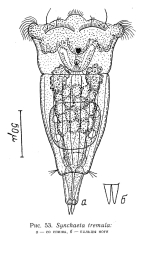 Synchaeta tremula