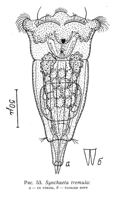 Synchaeta tremula Synchaeta tremula