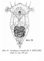 Synchaeta tremula