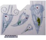 Synchaeta tremula