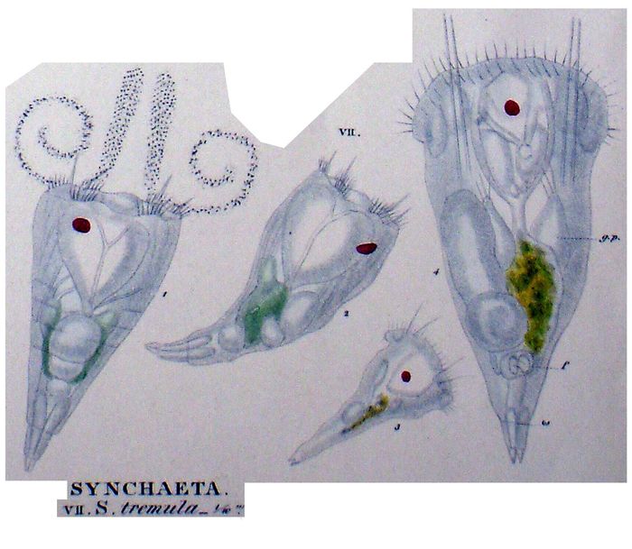Synchaeta tremula Synchaeta tremula