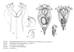 Synchaeta tremula