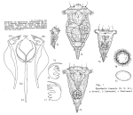 Synchaeta tremula