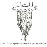 Synchaeta tremula