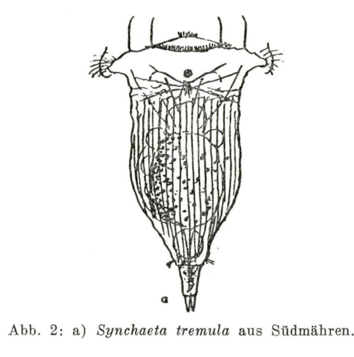 Synchaeta tremula Synchaeta tremula