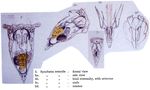 Synchaeta tremula