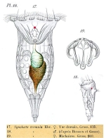 Synchaeta tremula