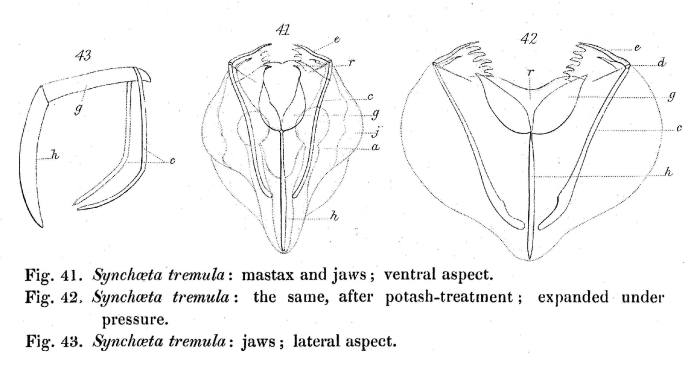 Synchaeta tremula Synchaeta tremula