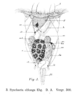 Synchaeta tremula