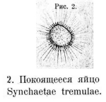 Synchaeta tremula
