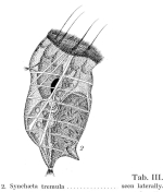 Synchaeta tremula