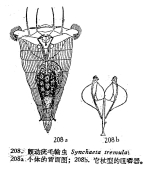 Synchaeta tremula