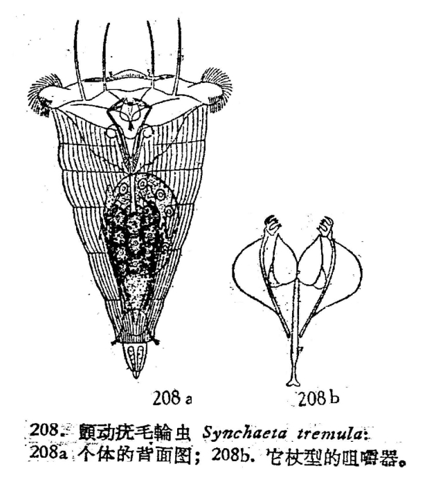 Synchaeta tremula Synchaeta tremula
