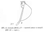 Synchaeta tremula