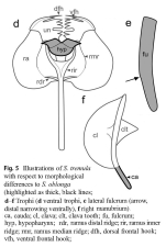 Synchaeta tremula
