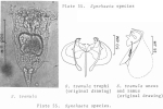 Synchaeta tremula