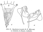Synchaeta tremula