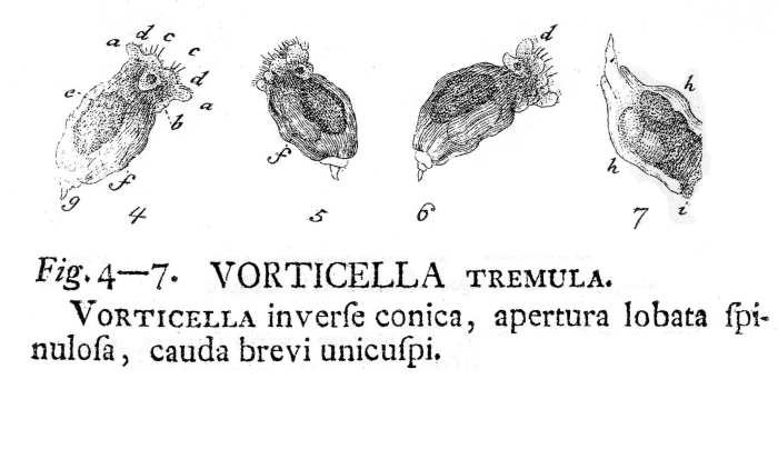 Synchaeta tremula - Original description image