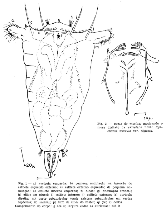 Synchaeta tremula var. digitata - Original description image