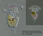 Synchaeta triophthalma