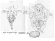 Synchaeta triophthalma