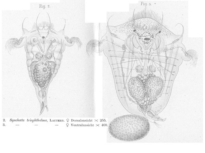 Synchaeta triophthalma