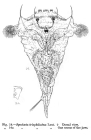 Synchaeta triophthalma