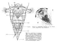 Synchaeta triophthalma