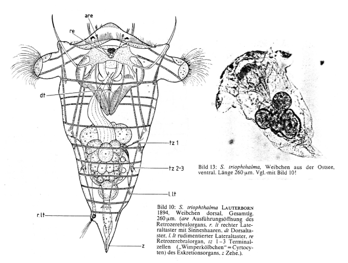 Synchaeta triophthalma Synchaeta triophthalma
