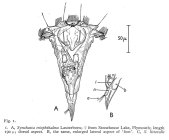 Synchaeta triophthalma