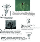 Synchaeta triophthalma